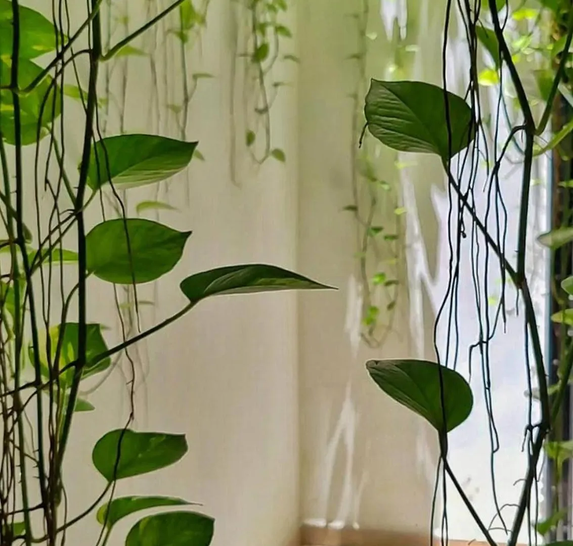 아파트 Super Cute Flat On 5Th Ave In Pdc Steps From Beach 신데 델 카르멘 멕시코